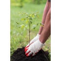 canva-person-with-gloves-planting-a-tree--maei0vt87xg